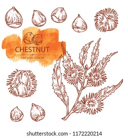 Collection of chestnut. Vector hand drawn illustration.