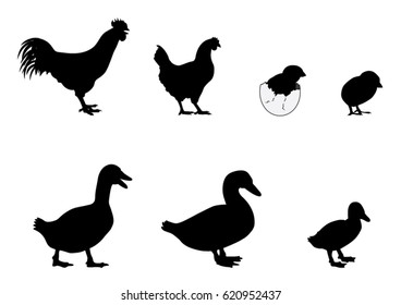 Collection of Chicken and Duck Silhouettes. Vector Illustration