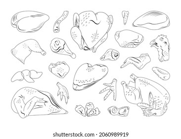 Collection of chicken parts in a linear style. Chicken cut for shops and restaurants.