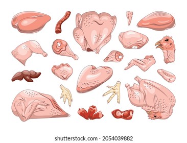 Collection of chicken parts in a realistic style. Chicken cut for shops and restaurants.