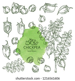 Collection of chickpea: chickpea bean, pod, chickpea plant and leaves Vector hand drawn illustration