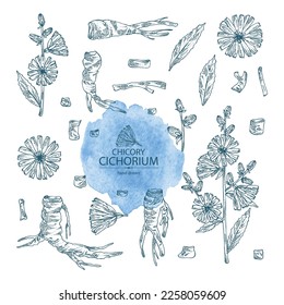 Collection of chicory: chicory plant, leaves,  flowers and chicory root. Cichorium intybus. Vector hand drawn illustration.