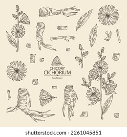 Collection of chicory: chicory plant, leaves,  flowers and chicory root. Cichorium intybus. Vector hand drawn illustration.