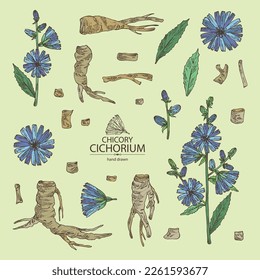 Collection of chicory: chicory plant, leaves,  flowers and chicory root. Cichorium intybus. Vector hand drawn illustration.