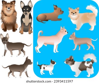 Collection of chihuahua dog breed in colour image