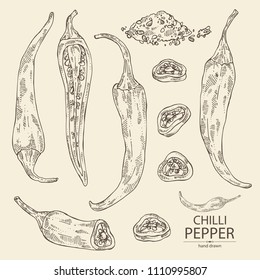 Collection of chilli pepper: a piece of hot pepper, seeds and whole chilli pepper. Vector hand drawn illustration.