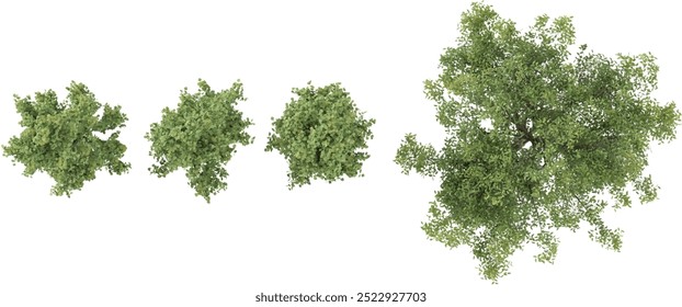 coleção de álamo chinês, árvores de Salix fragilis bonito isolado no fundo branco da vista superior