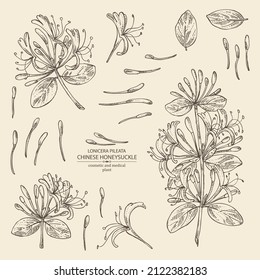 Collection of chinese honeysuckle: plant, leaves and chinese honeysuckle flowers. Lonicera pileata. Cosmetic, perfumery and medical plant. Vector hand drawn illustration