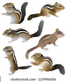 Collection of chipmunks in colour image