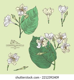 Collection of chonemorpha macrofylla: chonemorpha macrofylla plant, leaves and chonemorpha macrofylla flowers. Cosmetic, perfumery and medical plant. Vector hand drawn illustration.