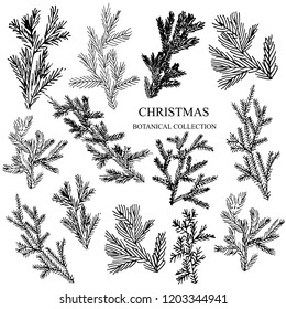 Collection of Christmas branches. Christmas trees. Hand drawn brush strokes nature element. 