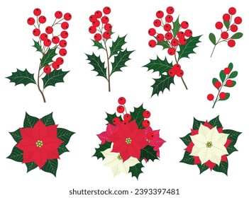Collection of Christmas elements, holly berry branch, Christmas berry fruits, and bouquet of poinsettia flowers, on white background.