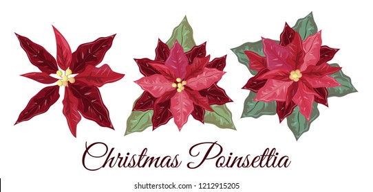 Collection of Christmas poinsettia. Vector elements for design. Poinsettia on a white background. Christmas elements.