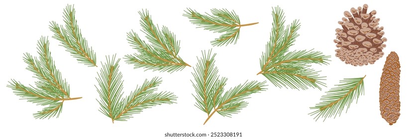 Collection Christmas Tree branch and cone. New year simple flat branches set. Pine, Xmas fir tree spruce cone decoration hand drawn graphic elements. Cartoon doodle vector illustration