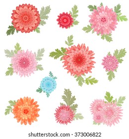 collection of chrysanthemums for your design.