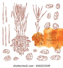 Collection of chufa, tiger nut: tuber of chufa with nuts. Super food. Vector hand drawn illustration
