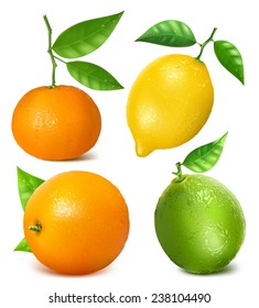 Collection of citrus fruits: lemon, lime, tangerine and orange with leaves. Vector illustration.