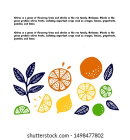 Collection of citrus fruits - orange, lemon, lime and leaves icons set, colorful isolated on white background, vector illustration.