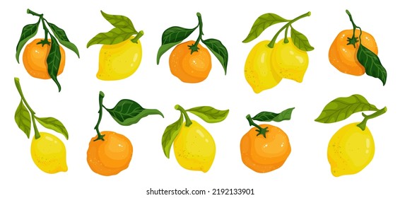 Collection of citrus fruits ripe lemons tangerines.Vector graphics.