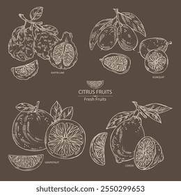 Collection of citrus fruitst:  kaffir lime, lemon, grapefruit and kumquat. Vector hand drawn illustration.