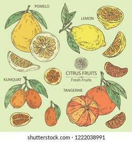 Collection of citrus fruitst: lemon, pomelo, tangerine and kumquat. Vector hand drawn illustration.