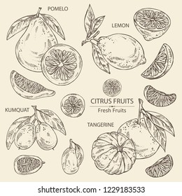 Collection of citrus fruitst: lemon, pomelo, tangerine and kumquat. Vector hand drawn illustration.