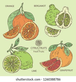 Collection of citrus fruitst: orange, lime, grapefruit and bergamot. Vector hand drawn illustration.