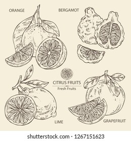 Collection of citrus fruitst: orange, lime, grapefruit and bergamot. Vector hand drawn illustration.