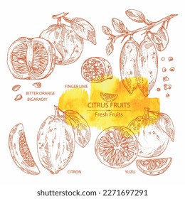 Collection of citrus fruitst: yuzu, citron, grapefruit and bitter orange. Vector hand drawn illustration.