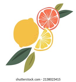 Collection of citrus slices - lemon, and grapefruit, colorful isolated on white background, vector illustration. Citrus natural healthy fruits