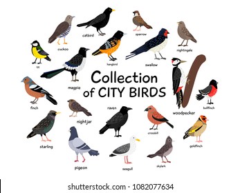 Collection Of City Birds