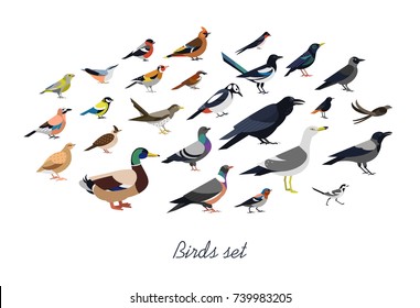 Collection of city  and wild forest birds drawn in flat geometric style, side view. Set of colorful cartoon animals isolated on white background. Colored ornithological vector illustration.