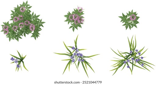 Collection of Cleome spinosa,Iris tectorum plants with transparent background from top view
