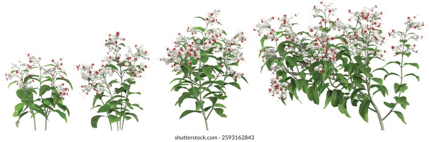 Collection of Clerodendrum flower plants on transparent background