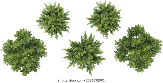 collection of Closeup Bullet Wood trees isolated on white background from top view