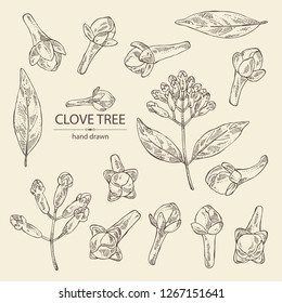 Collection Of Clove Tree: Buds And Leaves. Vector Hand Drawn Illustration