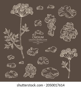Collection of cnidium: plant and cnidium tuber. Ligusticum wallichii. Cosmetic and medical plant. Vector hand drawn illustration