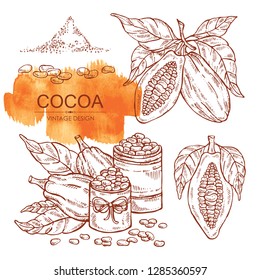 Collection of cocoa: cocoa beans and plant. Vector hand drawn illustration.