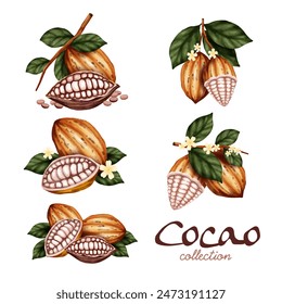 colección de acuarela de cacao aislado sobre fondo blanco. Ilustración vectorial.	