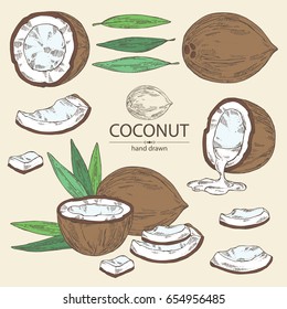 Collection of coconut: coconut pulp, leaves. Vector hand drawn illustration