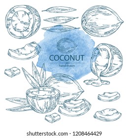 Collection of coconut. Vector hand drawn illustration.