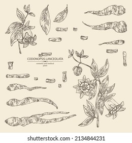 Sammlung von Codonopsis lanceolata: Pflanze, Blumen und Codonopsis lanceolata Wurzeln. Kosmetische und medizinische Pflanze. handgezeichnete Vektorgrafik