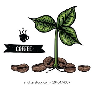 Collection of Coffee beans by Hand drawn with line-art on white backgrounds.
