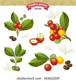 Collection of coffee beans on a branch of tree, ripe and unripe berries on white background