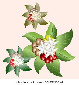 Collection of coffee flower sets and illustrations of leaves and seeds. for patterns, logos, templates, banners, posters, invitation card designs and greetings on a bright background