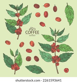 Collection of coffee: coffee plant, leaves and coffee fruit. Vector hand drawn illustration.