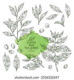 Collection of coffee and tea: coffee plant, coffee fruit, green tea, branch tea and tea leaves. Vector hand drawn illustration.