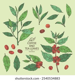 Colección de café y té: planta de café, fruta de café, té verde, té de rama y hojas de té. Vector dibujado a mano ilustración.
