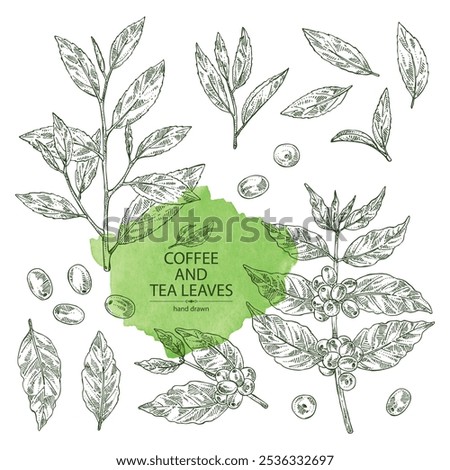 Collection of coffee and tea: coffee plant, coffee fruit, green tea, branch tea and tea leaves. Vector hand drawn illustration.