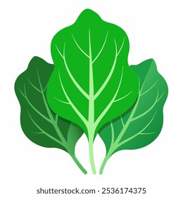 collection of Collard dark green leafy vegetable, vector illustration. vegetable element design on white background.